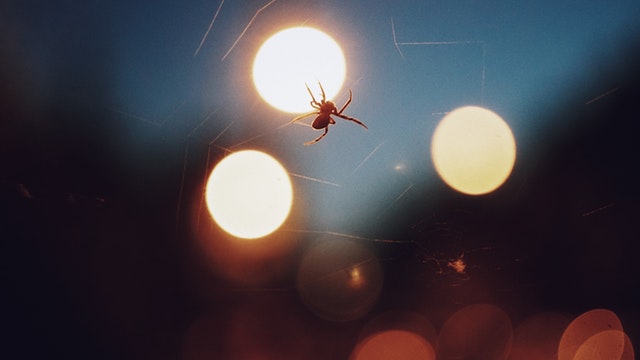 Pavúk spriada pavučinu, za ktorou svieti svetlo.jpg